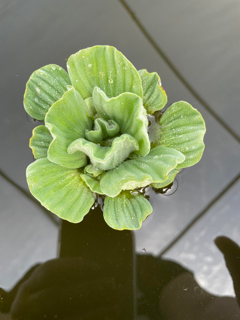 12 Water Hyacinth Pond Plants + 3 Free Water Lettuce – Beautiful Floating Aquatic Plants For Freshwater Ponds
