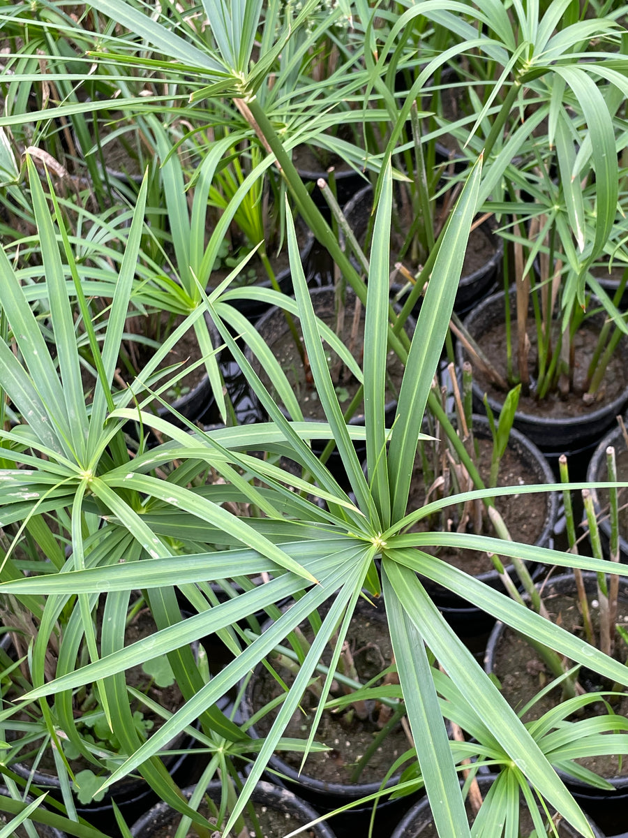 umbrella palm plant Cyperus alternifolius "Umbrella Palm" – Pond Plants of America