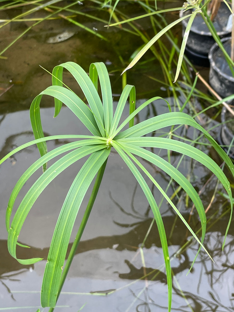umbrella palm plants for sale Cyperus alternifolius "Umbrella Palm" – Pond Plants of America