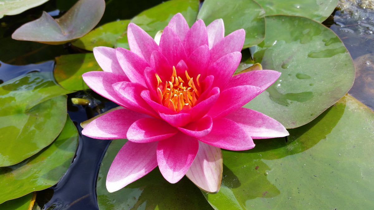 lily flower in pond Attraction Red Hardy Water Lily – Pond Plants of America