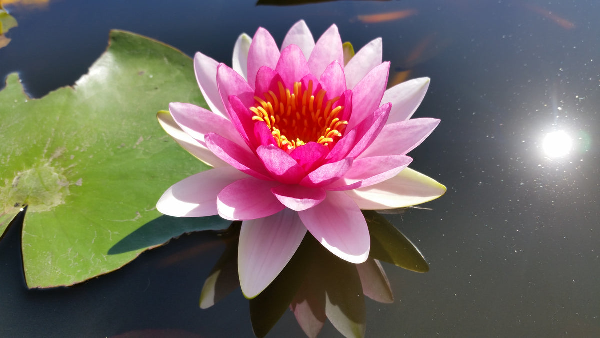 water lily national flower Attraction Red Hardy Water Lily – Pond Plants of America
