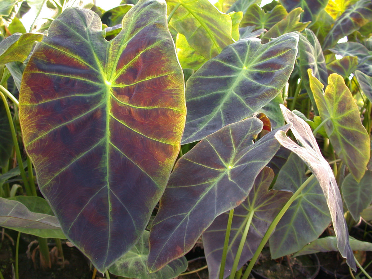 colocasia antiquorum illustris elephant ear plant Colocasia antiquorum ‘Illustris’ (imperial taro)