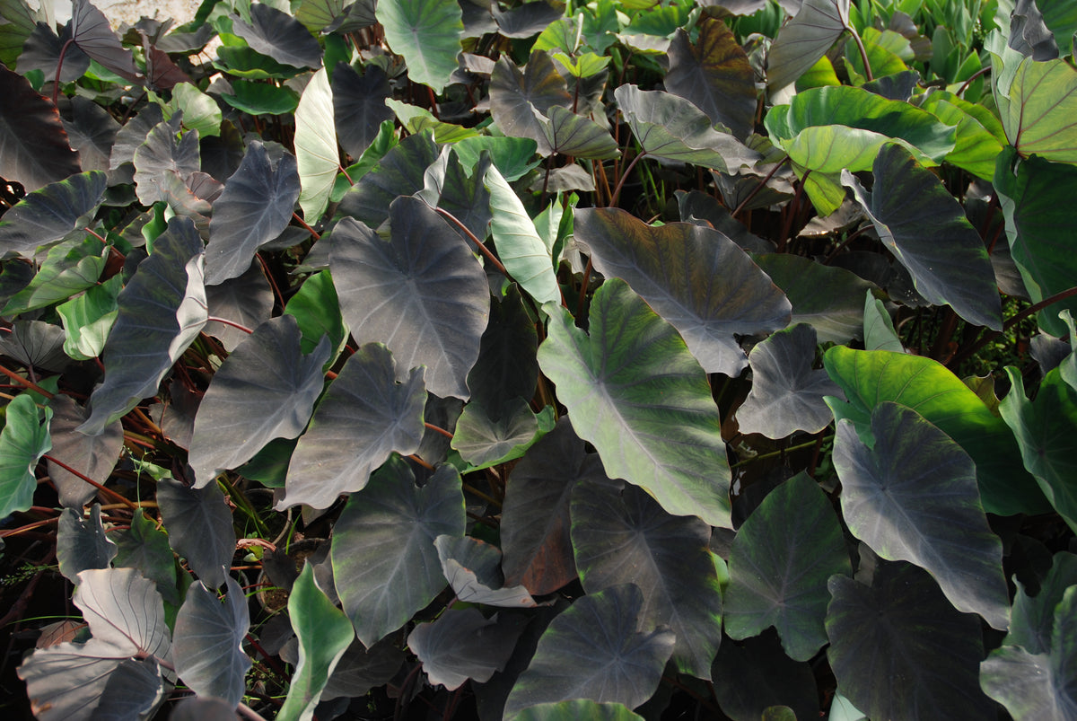 alocasia black magic plant Colocasia