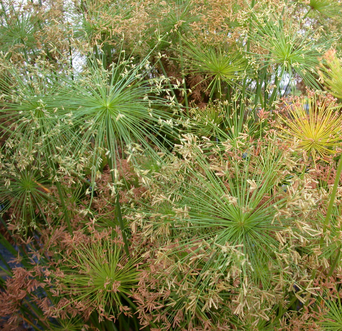 Cyperus percamenthus Giant Papyrus" Pond Plants of America
