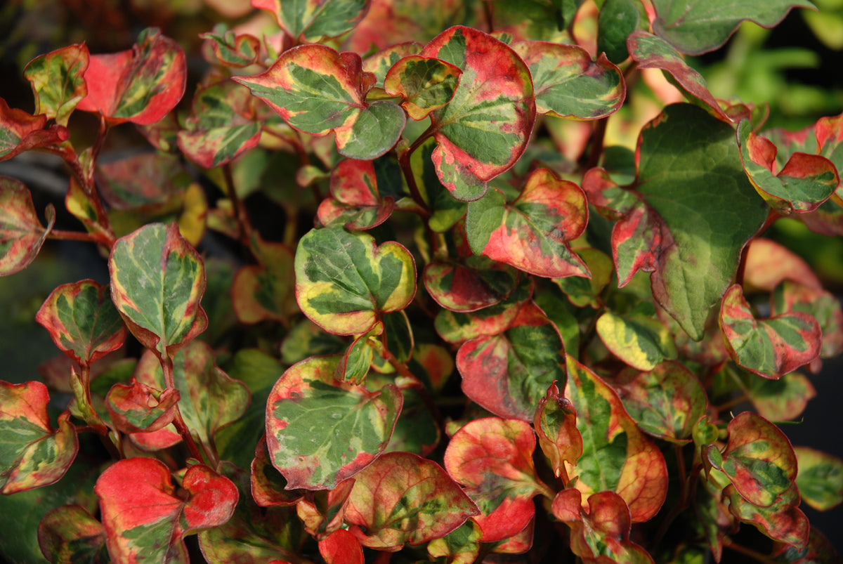 Houttuynia cordata 'Variegata' (Chameleon Plant) – Pond Plants of America