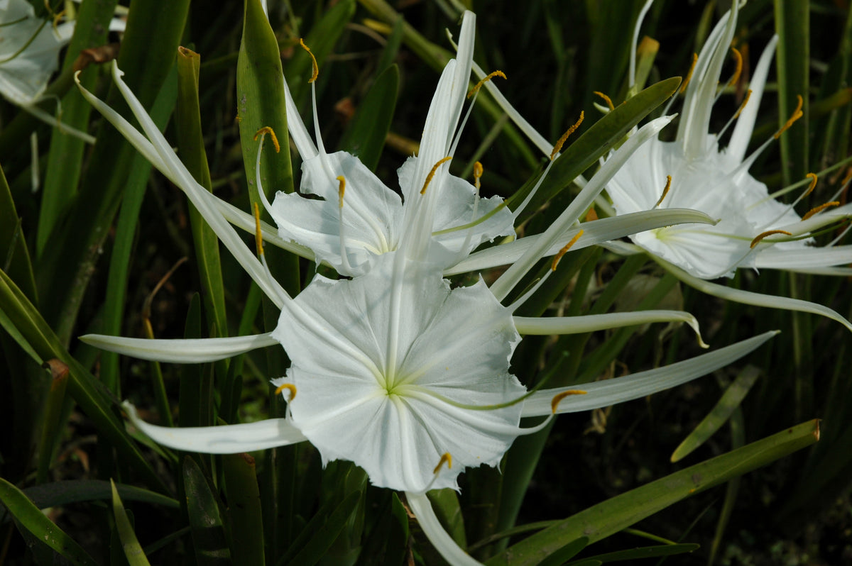 hymenocallis liriosme spider lily Hymenocallis lirisome "Spider Lily" – Pond Plants of America