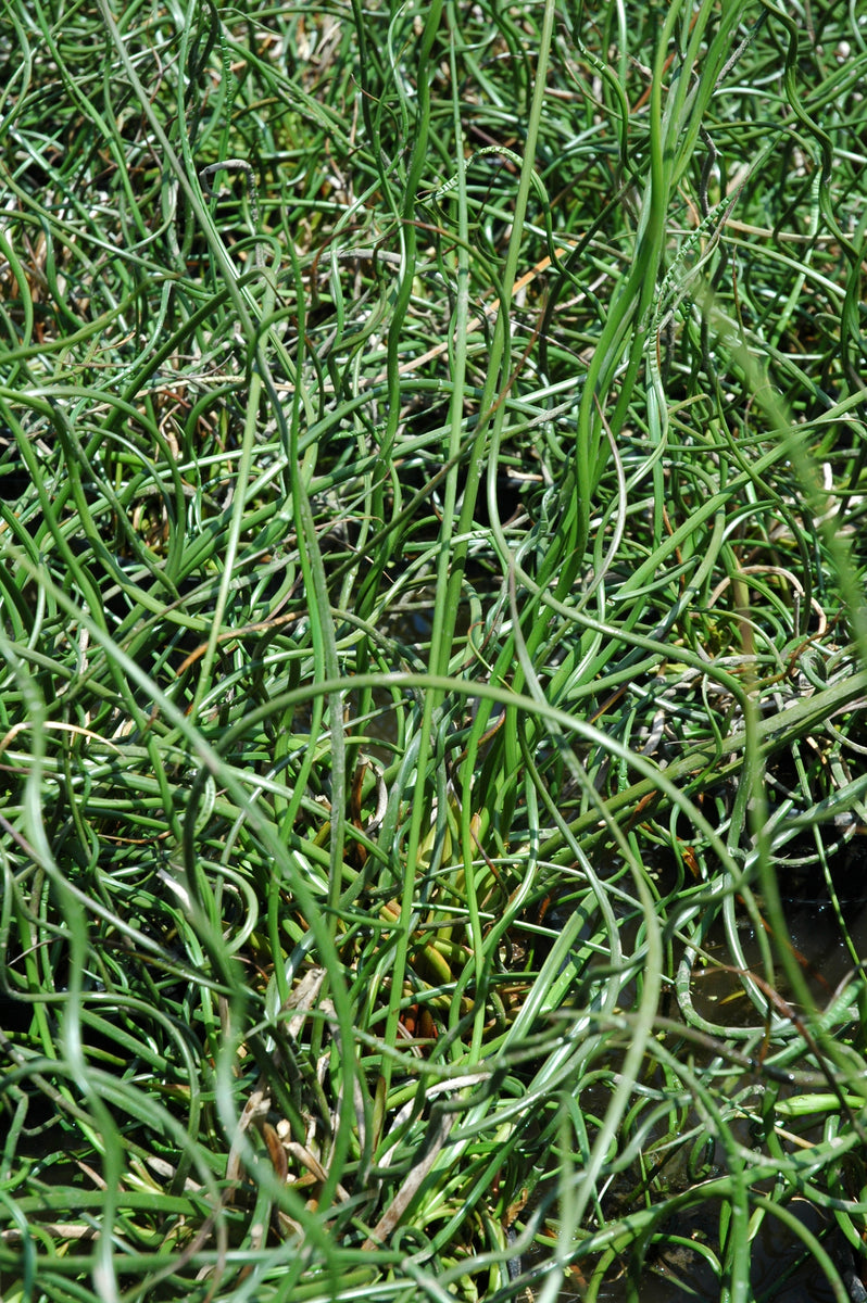 Juncus effusus "Unicorn" Giant Corkscrew Rush Pond Plants of America
