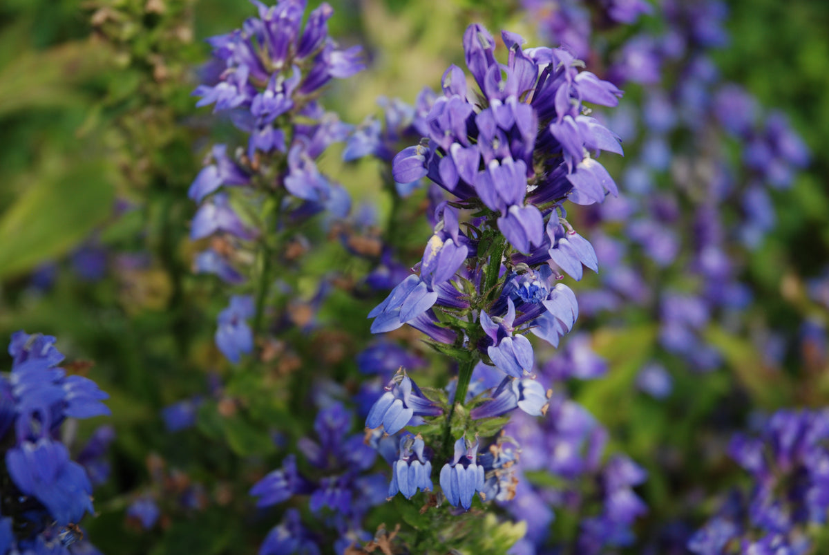 Lobelia Syphilitica 