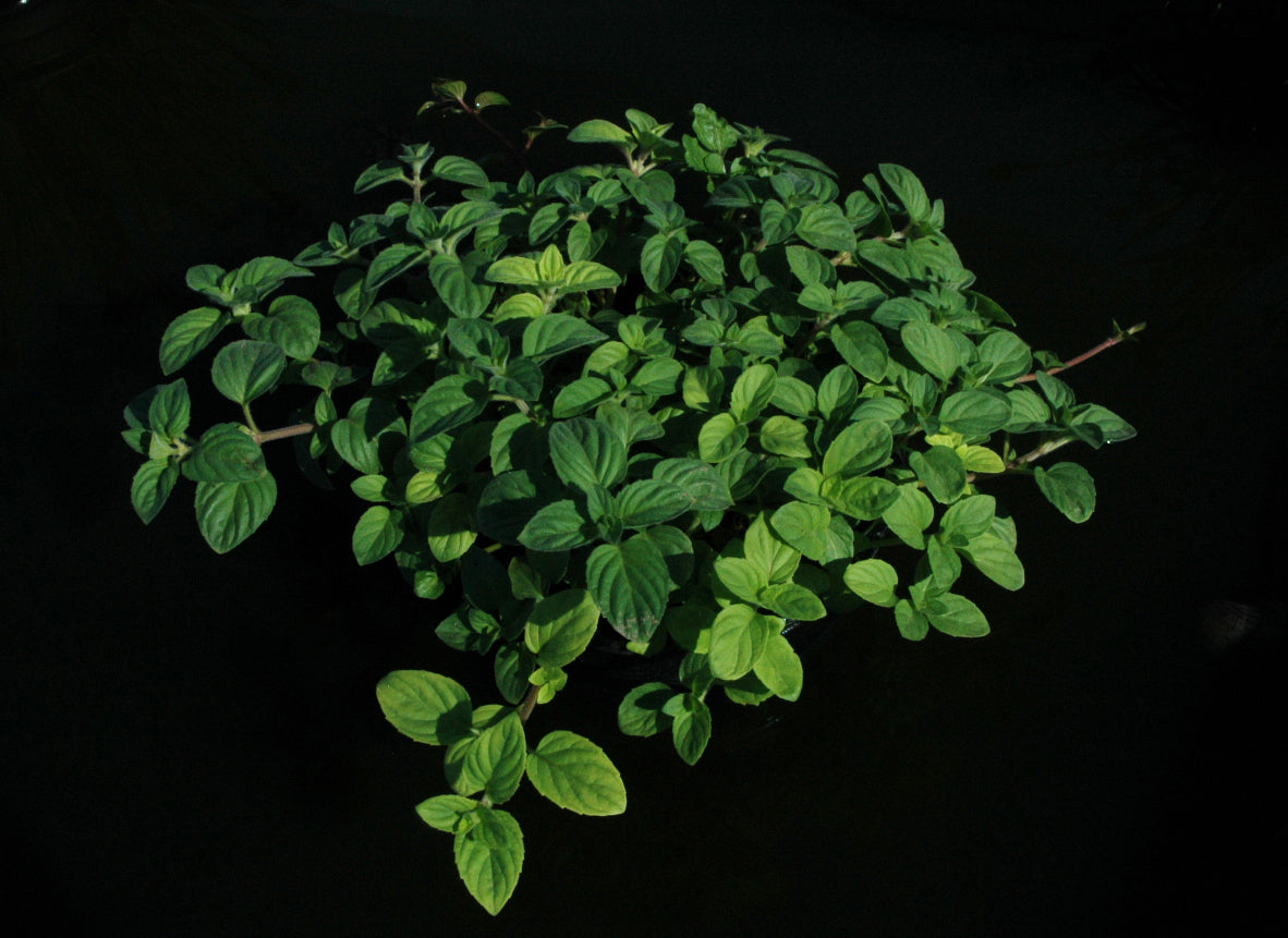 water mint plant Mentha Aquatica 