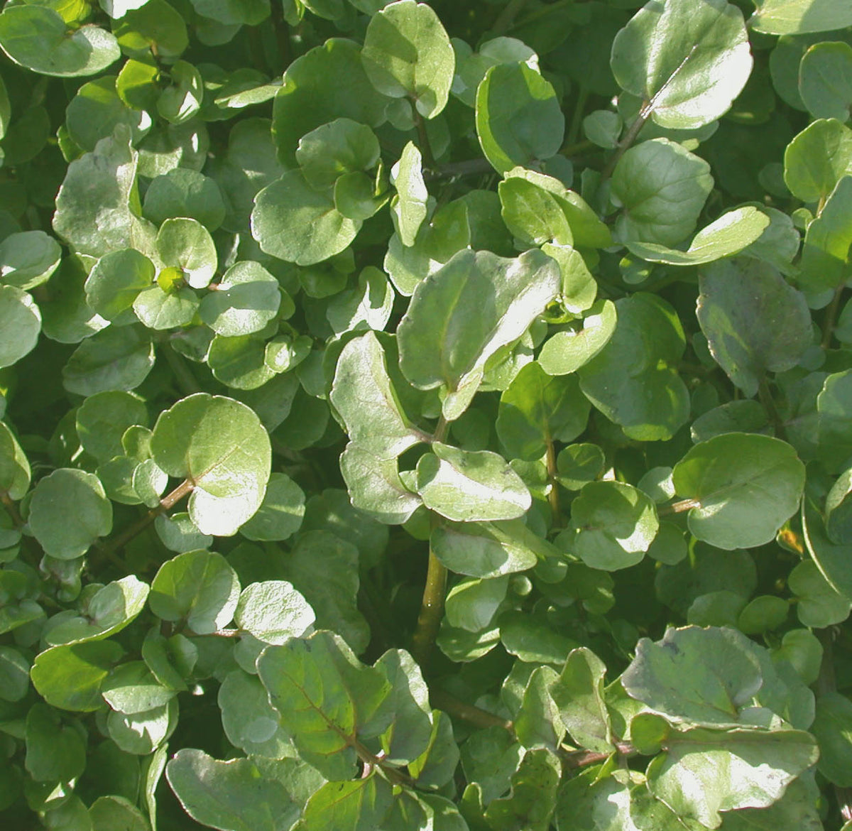 Water Cress (Nasturtium officinale), The Aromatic