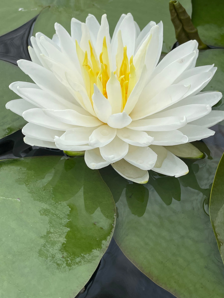 white hardy water lily Snowflake White Hardy Lily