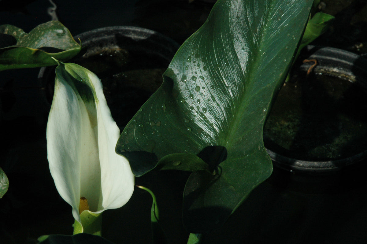 green goddess calla lily plant Zanthedeshia aethipoica Green Goddess Calla Lily
