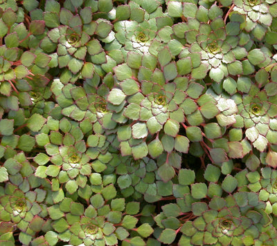Create a Scenic Beauty in Your Patio Pond with Aquatic Plants