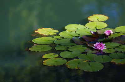 Elegance in Shadows: The Charms of Shade Pond Plants