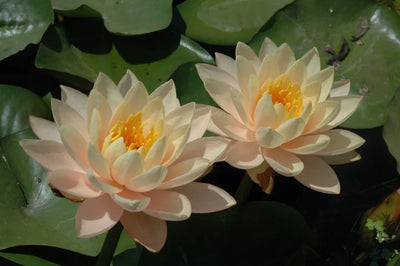 Choose Shade Pond Plants for Serene Beauty in your Garden