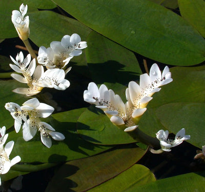 Reasons To Have Tropical Lilies For Your Backyard Pond