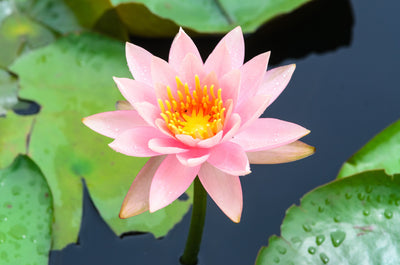 Transform Your Pond with Water Lilies: Tips for Planting and Caring for Them