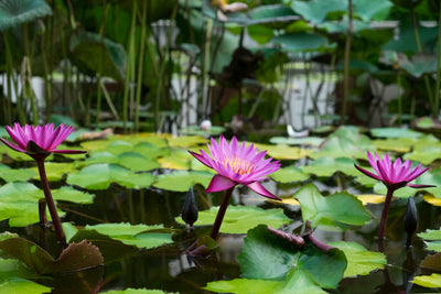 Tall Pond Plants: Adding Vertical Beauty to Your Water Landscape