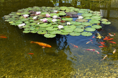 Floating Pond Plants: The Final Touch for Your Aquatic Retreat