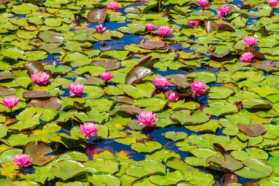 Floating Pond Plants: Types, Benefits, and Care Tips