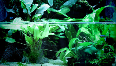 Top 4 oxygenating plants for your backyard pond
