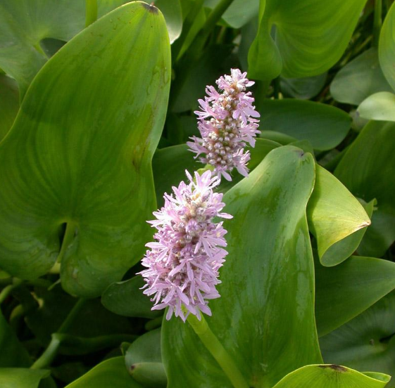 Shop Blue Pickerel Rush Pond Plant Online In Florida - Pond Plants of ...