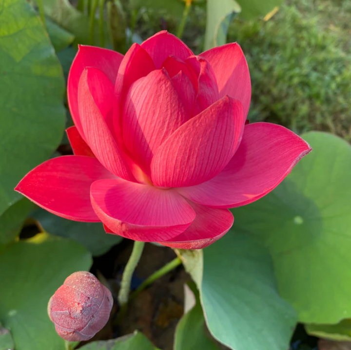 BoldProtector_Lotus1_720x.png?