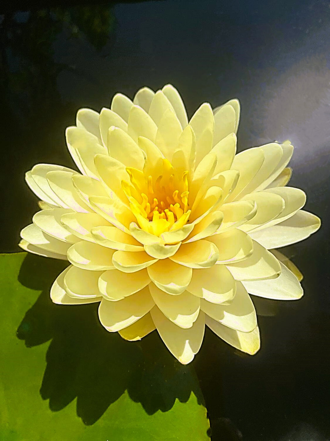 lemon lily flower Lemon Meringue