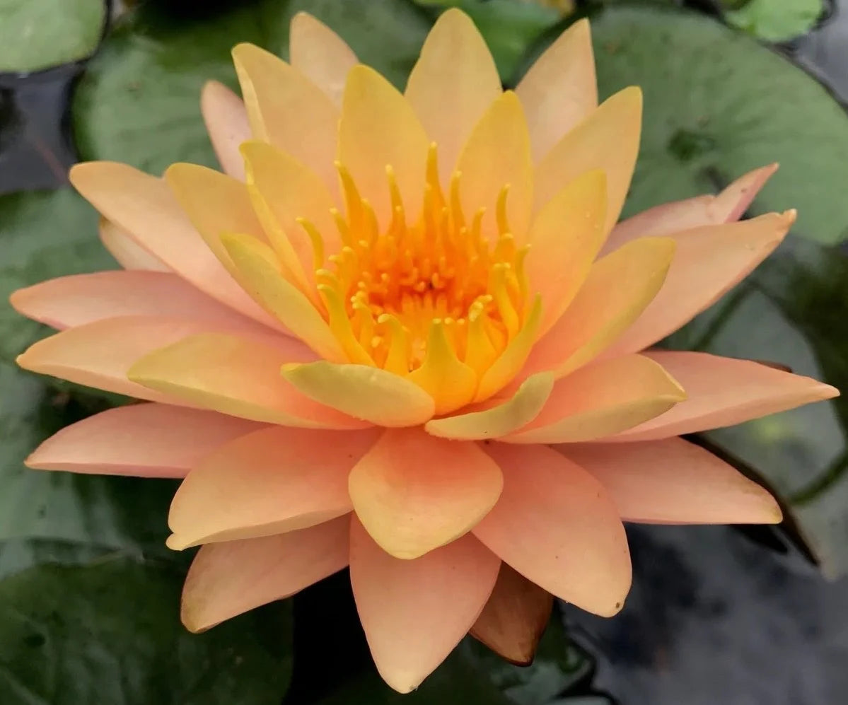 Siam Sunset – Pond Plants of America