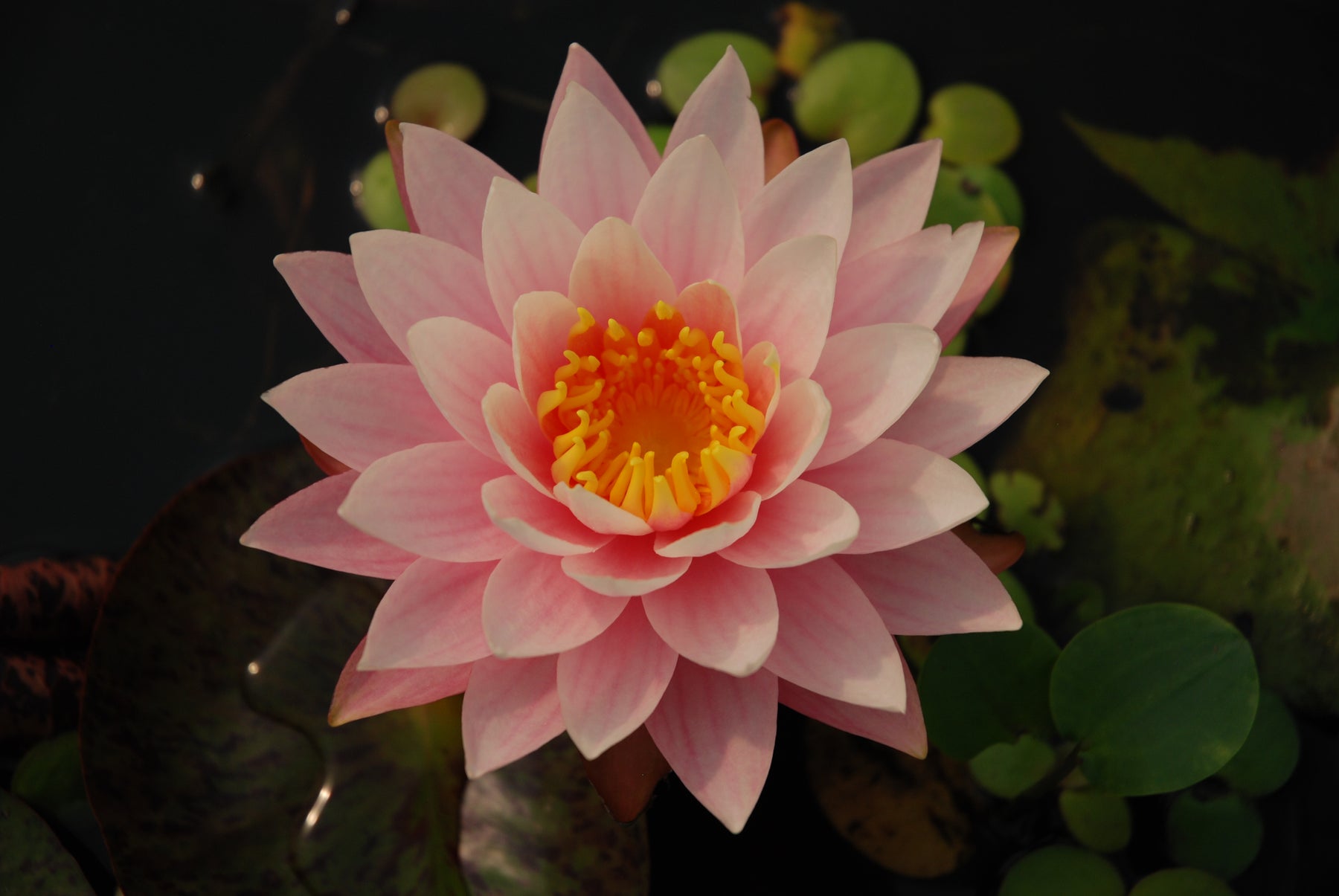 lily tropical flower Sunfire (Hybrid) Hardy-Tropical Lily