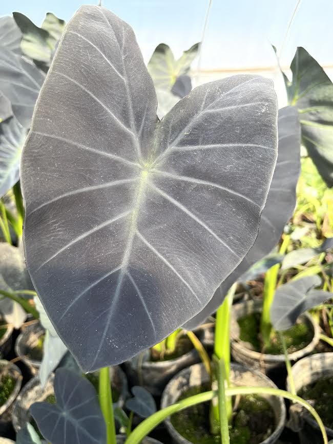 black elephant ears plant Colocasia esculenta