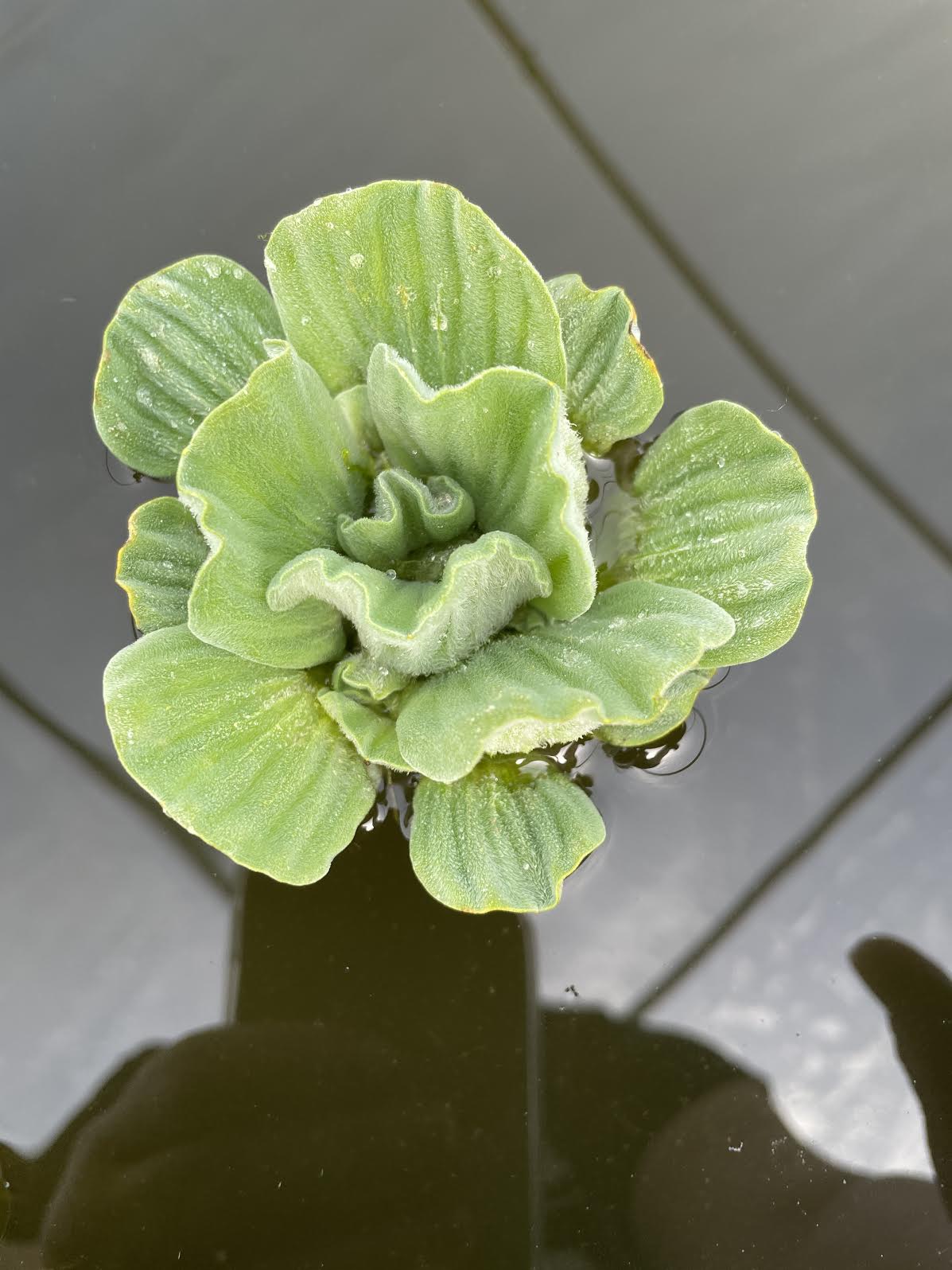 BUY 2 GET 1 FREE - Water Lettuce & Water Hyacinth Pond Plants | 4 Of Each | Floating Aquatic Plants