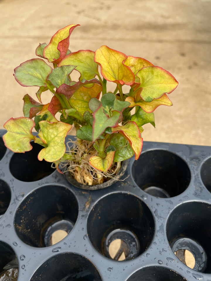 houttuynia cordata variegata Houttuynia cordata 'Variegata' (Chameleon Plant) – Pond Plants of America