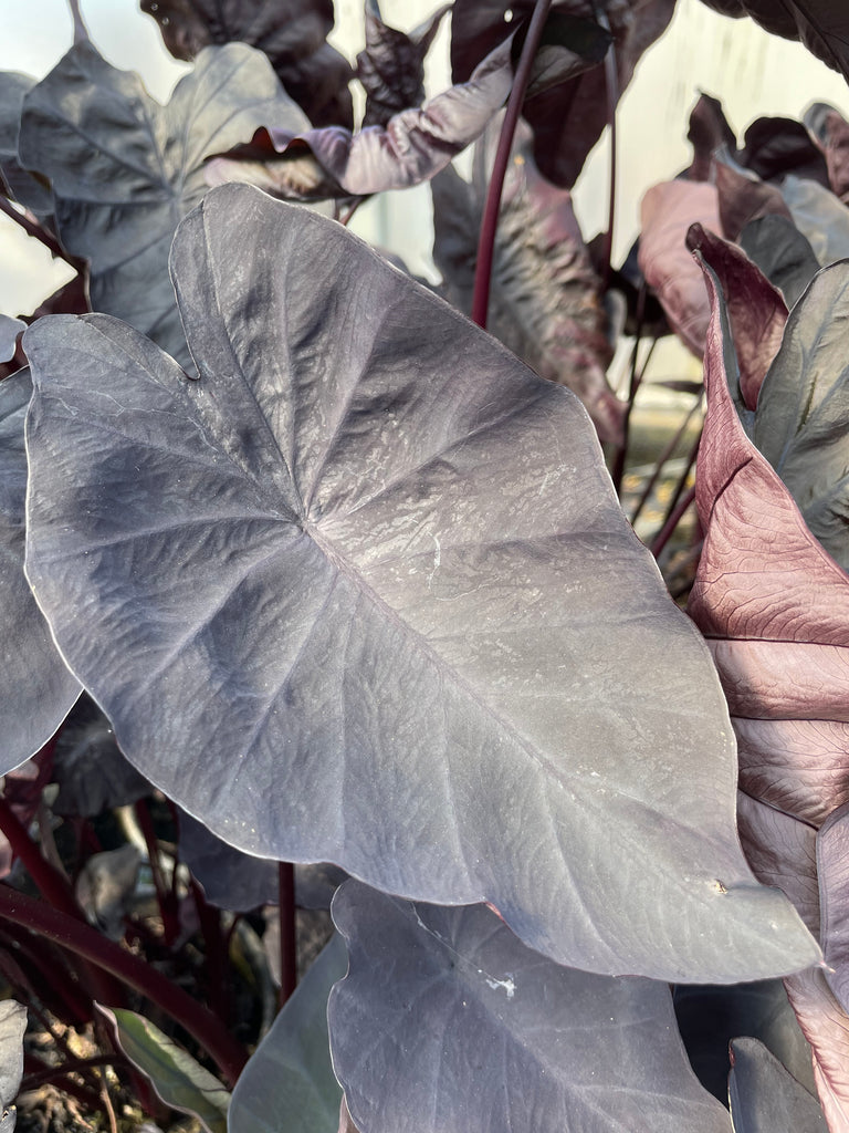 Colocasia