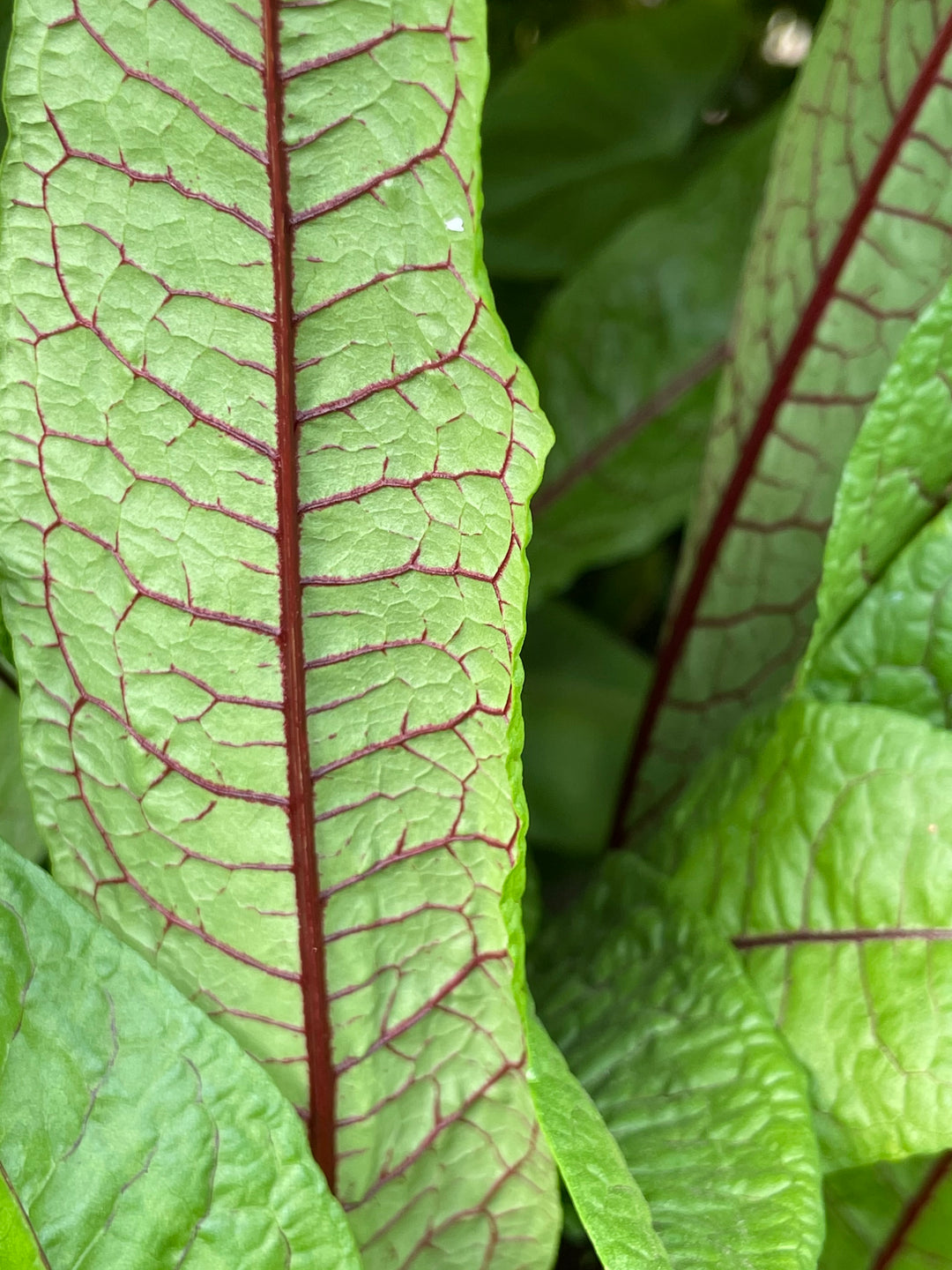 Rumex Sanguineus 