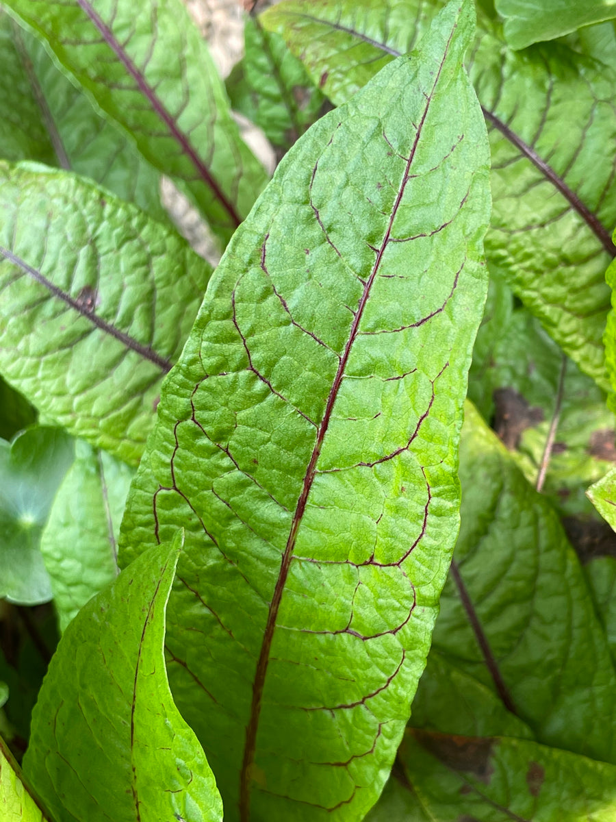 Rumex Sanguineus 