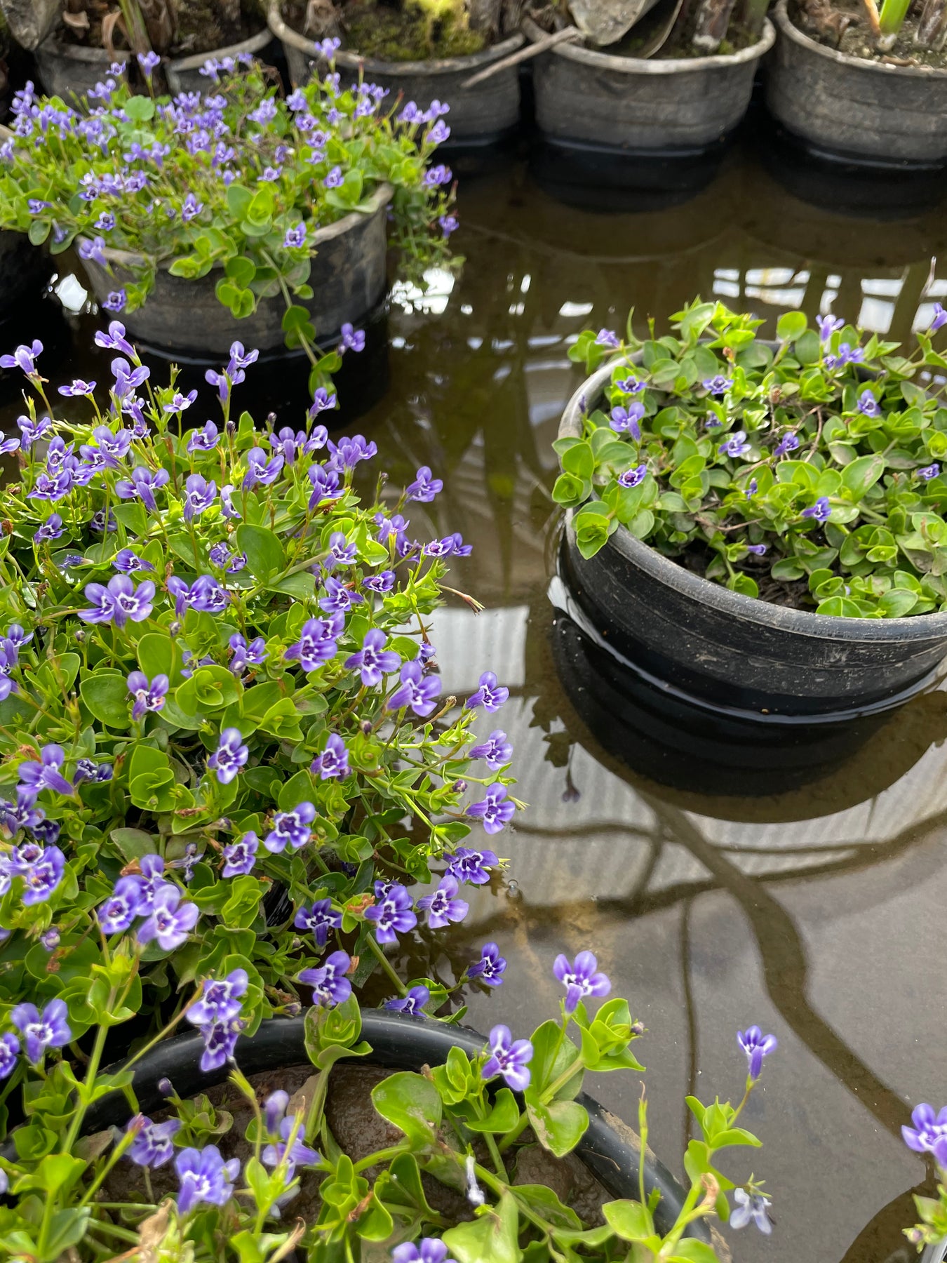 money wart plant Lindernia Grandiflora Blue Moneywort