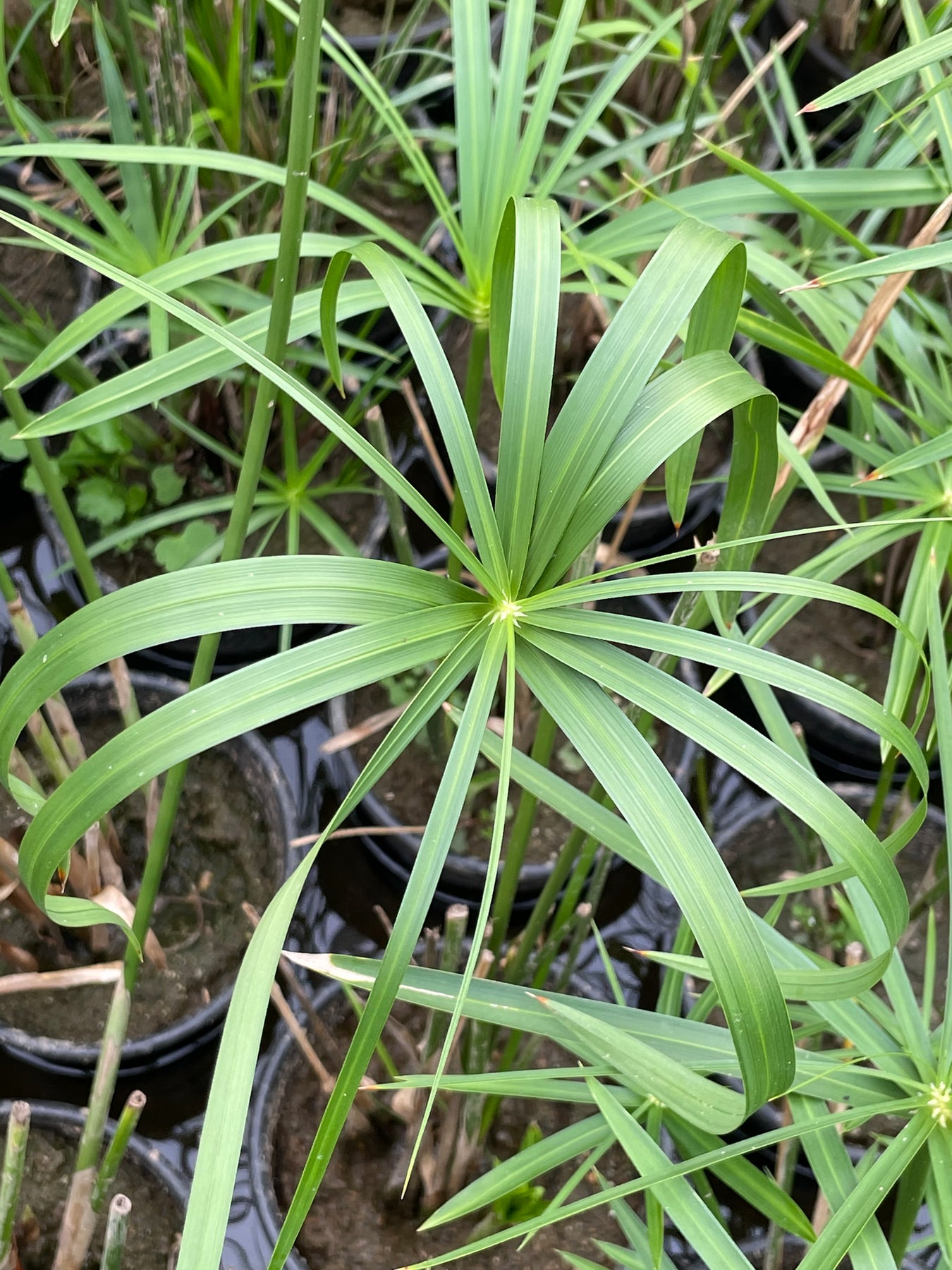 umbrella palm pond plant Cyperus alternifolius "Umbrella Palm" – Pond Plants of America