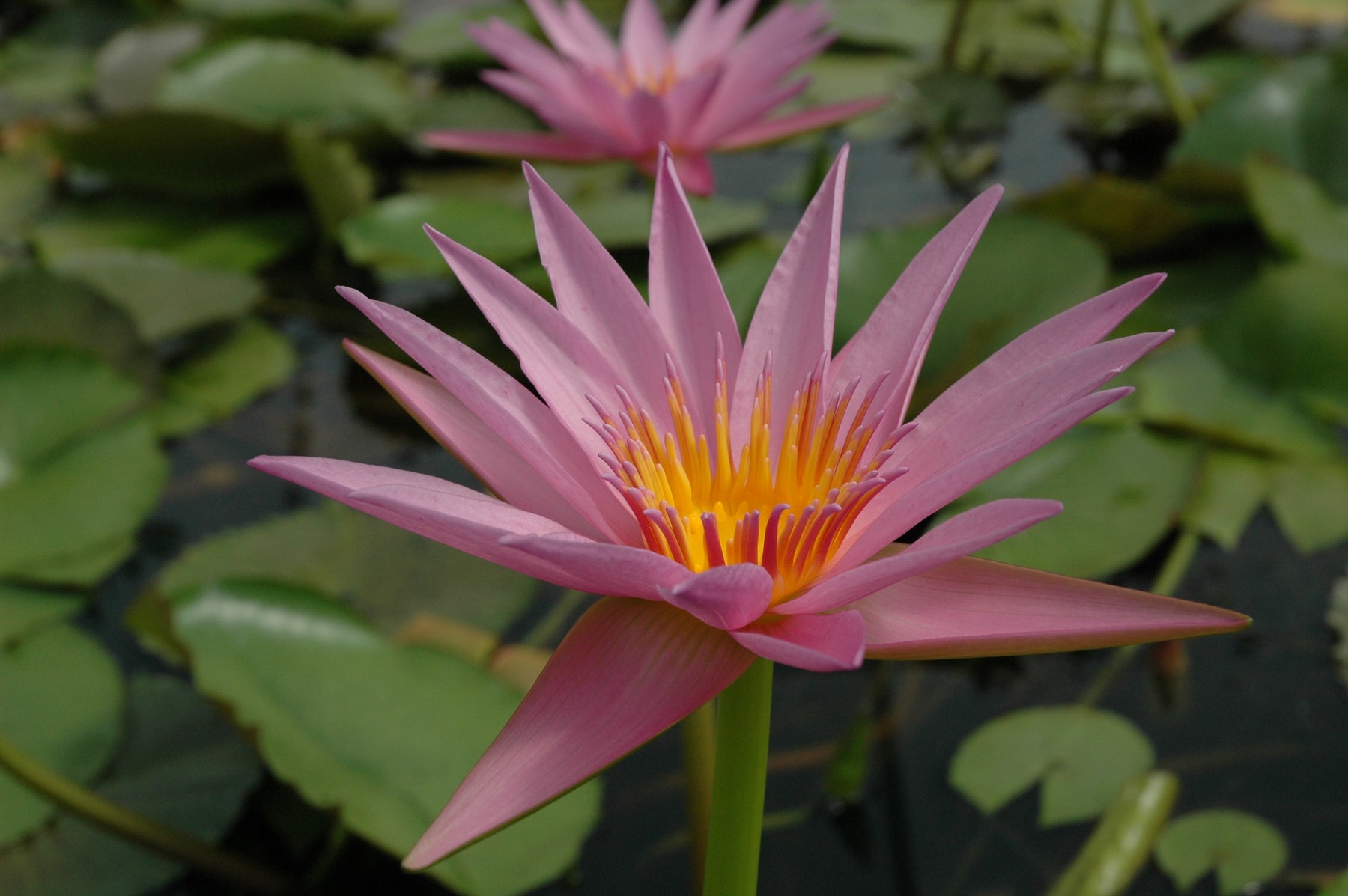 tropical lily flower A. Siebert