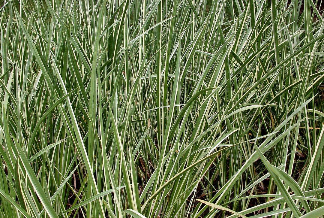 Sweet Flag (Acorus calamus) 13 Acorus calamus "Sweet Flag"