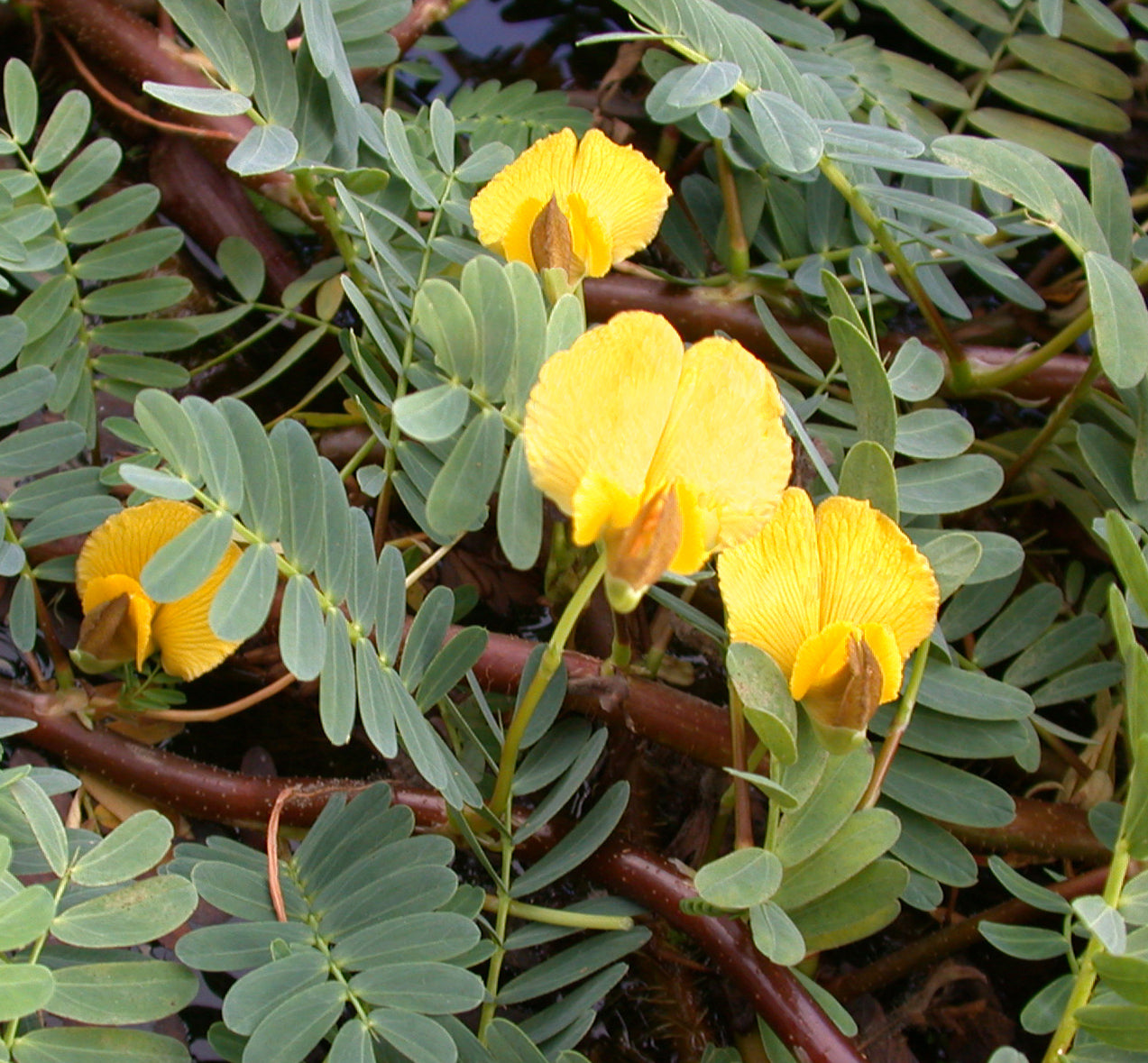 Giant Sensitive Plant Pond Plants of America