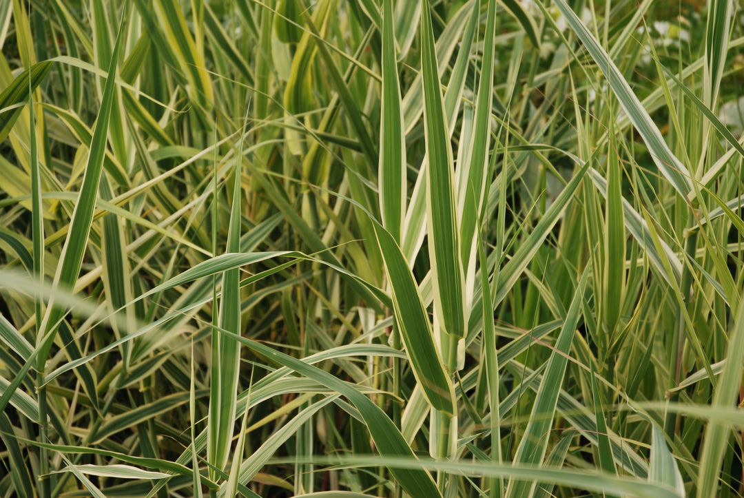 Arundo donax 