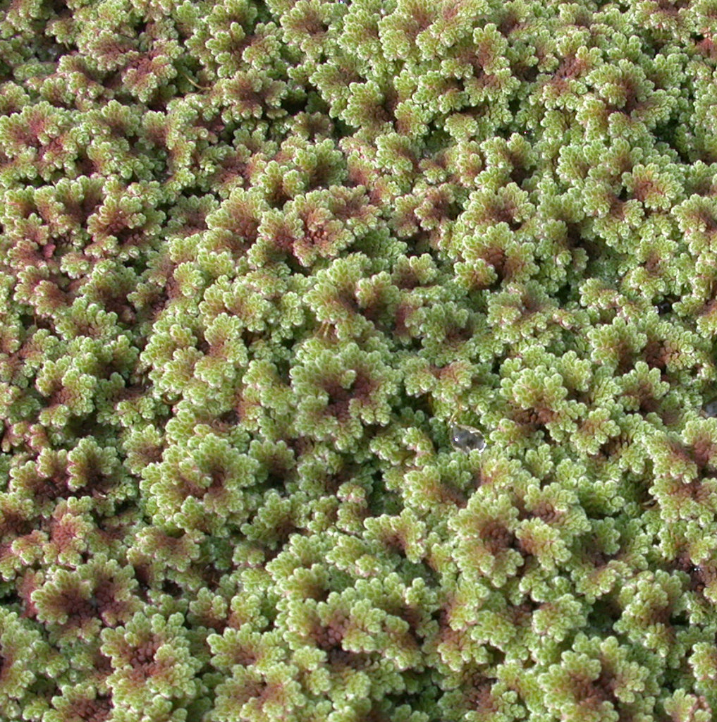 Azola Ralo Azolla Caroliniana