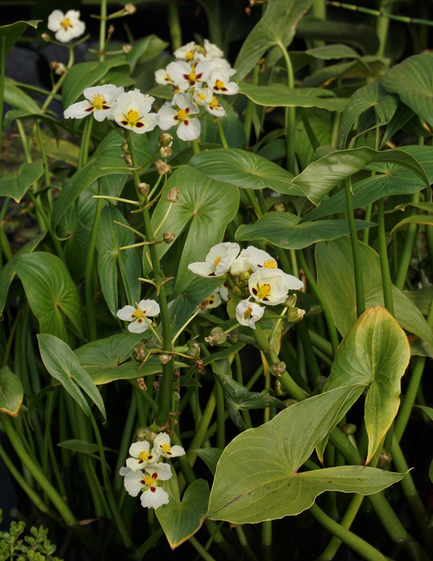 14+ Types Of Arrowhead Plants Arrowhead Water Plant