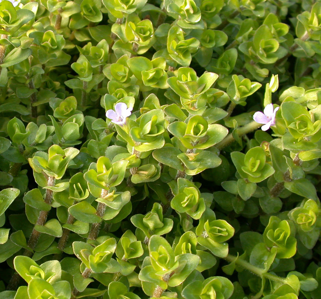Are Bacopa Plants Hardy
