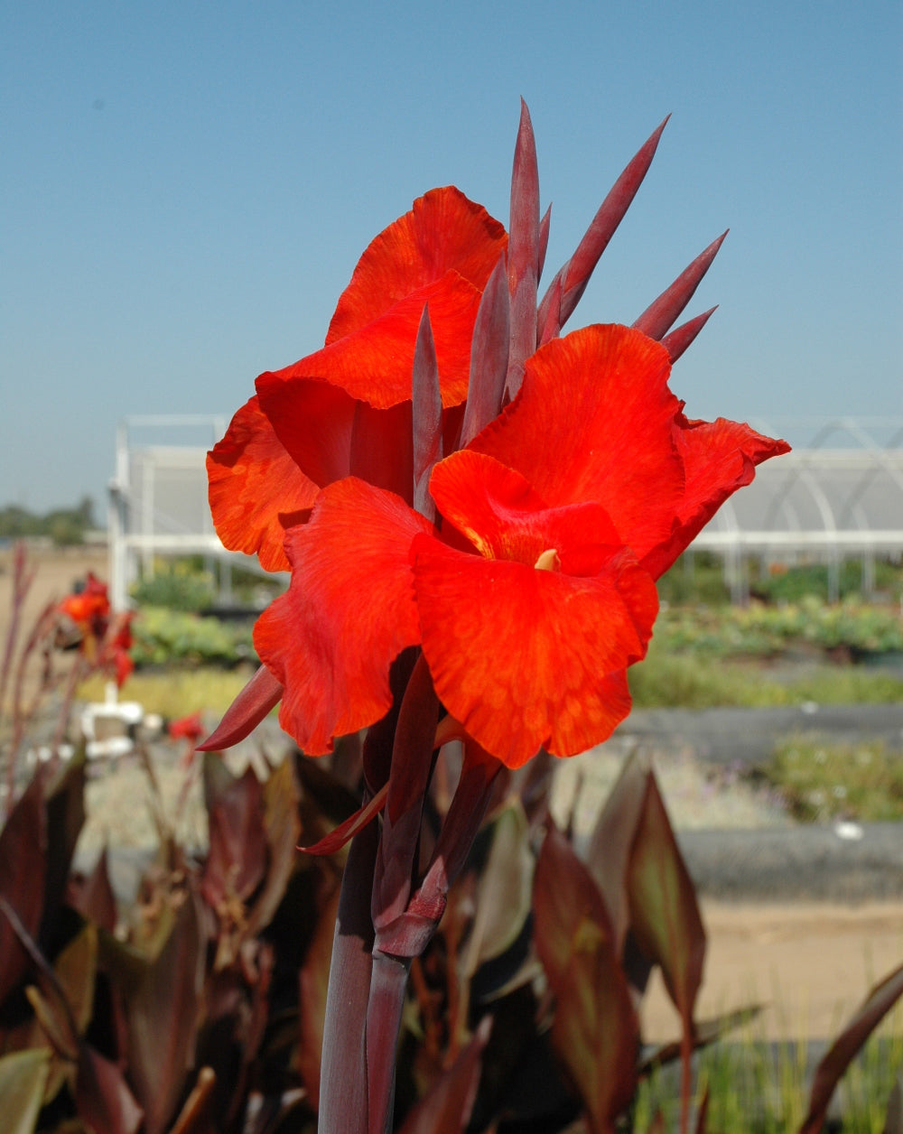 Canna Australia