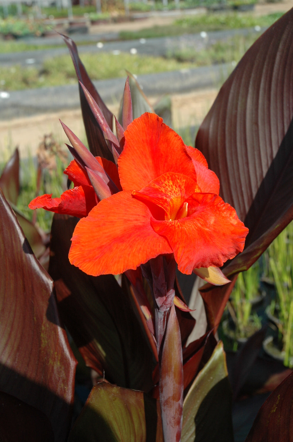 Canna Australia