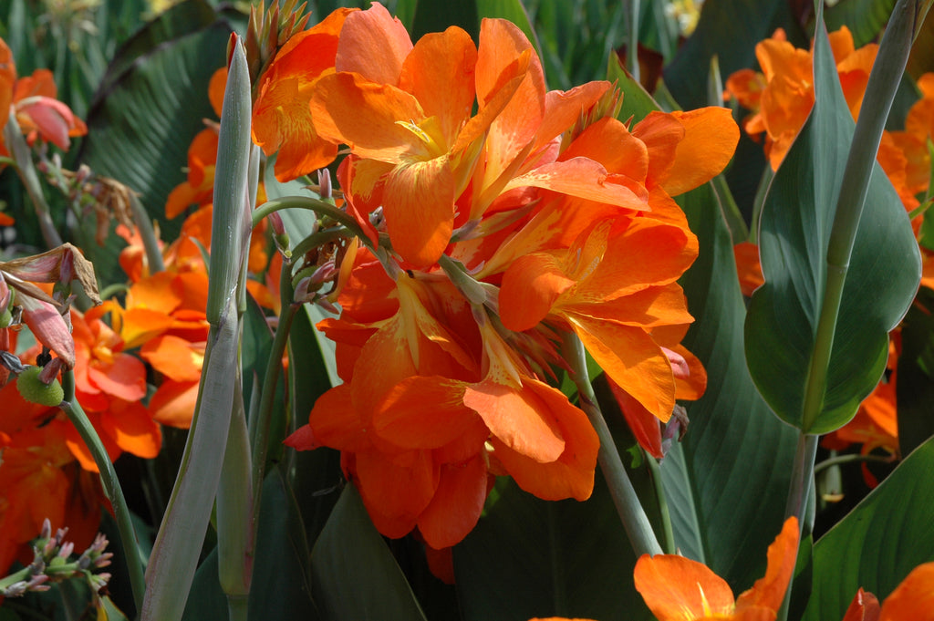 Pond Plants of America Canna Orange Punch