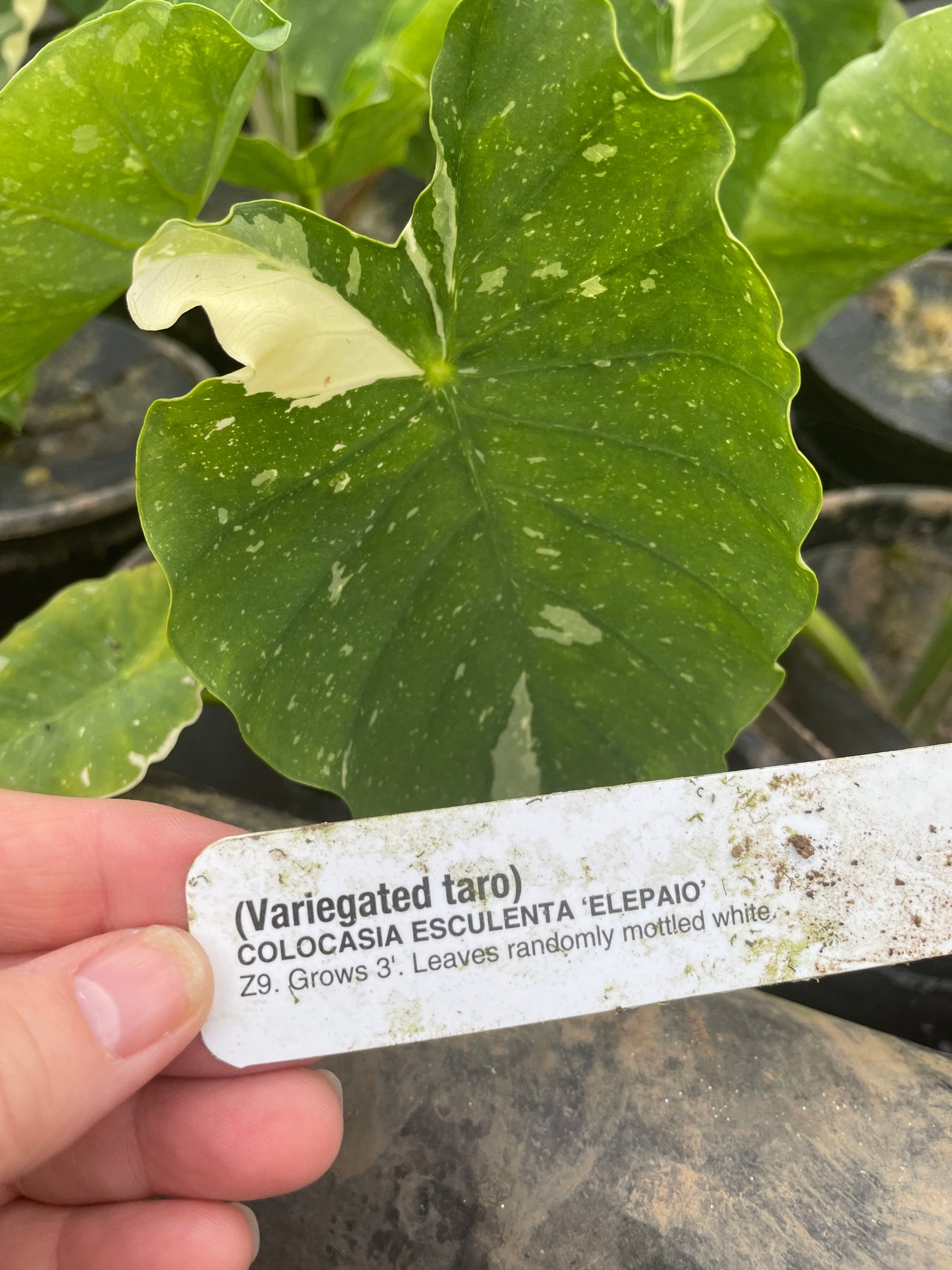 Variegated Taro Colocasia esculenta