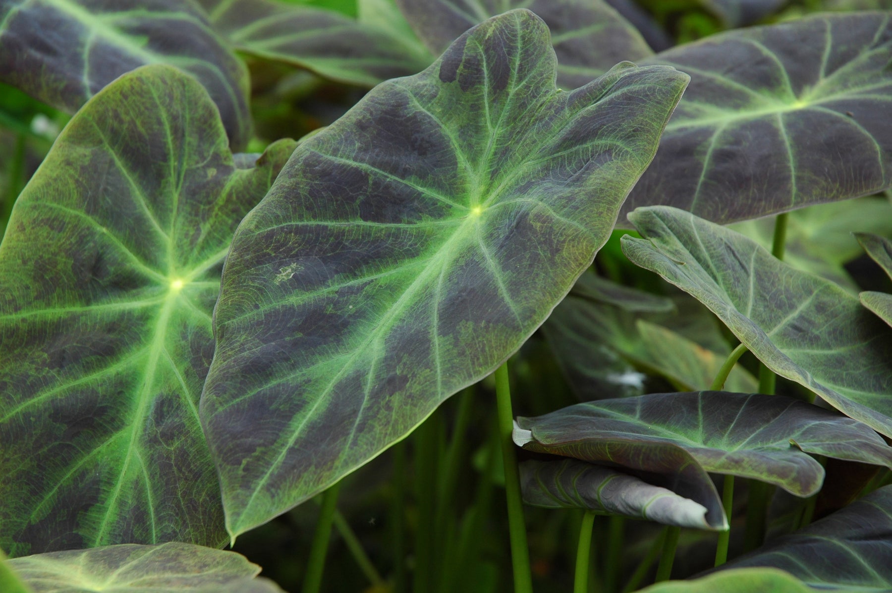 colocasia antiquorum illustris elephant ear plant Colocasia antiquorum ‘Illustris’ (imperial taro)